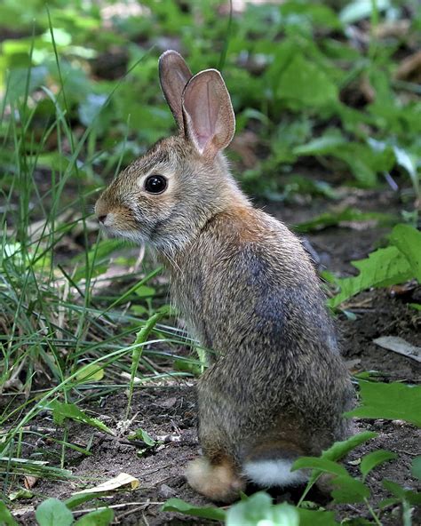 CottontailVA / Cottontail / cottontail